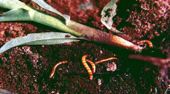 Larvas alfinetes