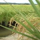 Safra de arroz irrigado cresce 25% no Norte de SC