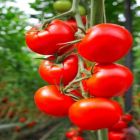 Confira 6 passos para plantar tomates em estufa